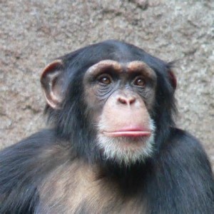 Uno scimpanzè