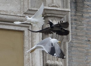 Vaticano assume Sylvia, falco difenderà le colombe del Papa dai gabbiani killer