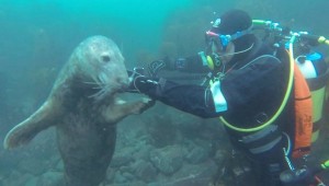 Il sub che fa i grattini alla foca
