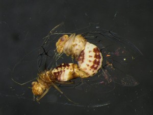 Neotrogla, sesso forte dell'insetto è la femmina: lei pene, lui vagina