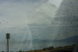 Islanda, coppia in barca assalita da sciame di mosche
