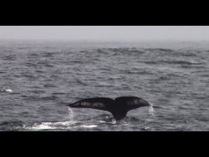 California, branco di orche uccide una balena e il suo cucciolo 