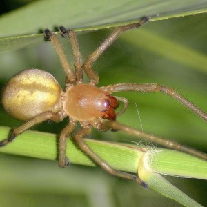 Il ragno dal sacco giallo