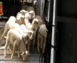 La via crucis degli agnelli "pasquali": ammassati nel camion senza acqua