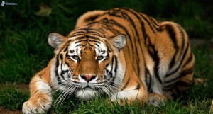 Ponso (Padova): tigre le attraversa la strada mentre è in auto