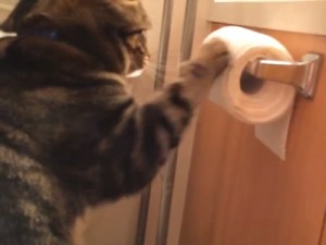 Willie, il gattino che riavvolge la carta igienica 