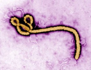 Virus ebola (Foto Ansa)