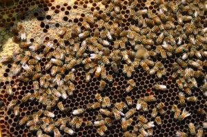 Pesticidi killer di api: per colpa loro abbandonano l'alveare e muoiono