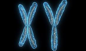 Cromosoma Y non rischia estinzione: "Evoluto per uomini più sani"