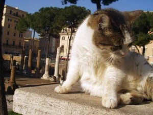 Gatti stradaioli di Roma sovrappeso: l'Ufficio Benessere Animali li mette a dieta