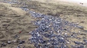 Ostia, meduse blu velella velella invadono le spiagge. Video