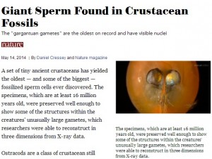 Spermatozoi giganti, fossili di 17 milioni di anni fa trovati in Australia