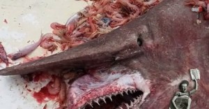 Squalo goblin pescato nel Golfo del Messico. Non si vedeva da 10 anni (video)