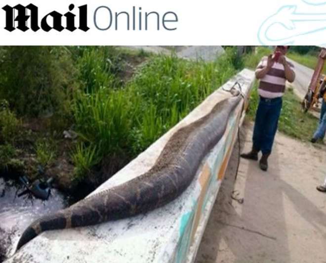 Anaconda di 7 mt e mezzo uccisa in Messico: "Avevamo paura per i bambini"