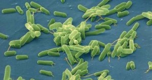 Antibiotici non funzionano più: resurrezione virus fagi, killer dei batteri