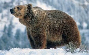 Un orso del Parco Nazionale d'Abruzzo