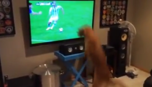 Mondiali 2014; ecco George, il cane che si entusiasma durante le partite