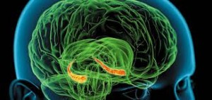 Ippocampo "custode" ricordi recenti: speranza cura per epilessia e Alzheimer