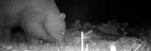 Altopiano di Asiago, orso sbrana 5 mucche: ripreso di notte da una webcam - VIDEO