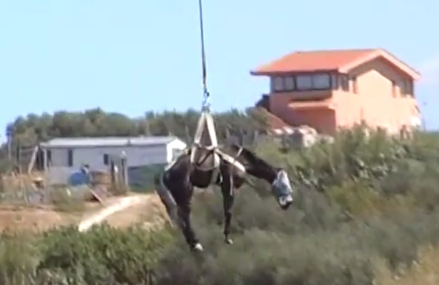 Balestrate (Palermo), cavallo in un dirupo: salvato con elicottero VIDEO 
