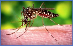 Chikungunya, il virus delle zanzare caraibiche sbarca in Usa: 2 casi in Florida