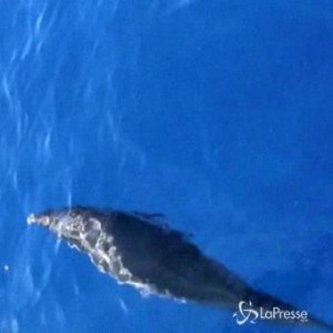 Costa Concordia attraversa Santuario dei Cetacei