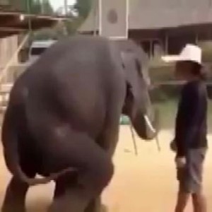 Elefanti ballano il Gangnam Style: i turisti ridono 