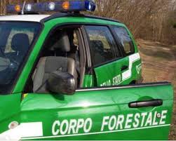 Bergamo: serial killer di gatti e stalker di donne fermato dalla Forestale