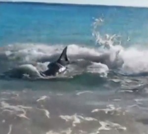 Australia. Squalo biancio mangia leone marino e muore strozzato VIDEO