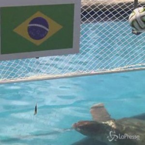 Mondiali, verdetto della tartaruga Cabeção: il Brasile batterà la Colombia 