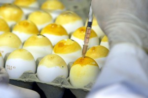 Solfuro di idrogeno, così l'odore delle uova marce una speranza contro l'ictus