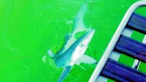 Sorpresa a Fiumicino, all'amo del bimbo spunta uno squalo di un metro