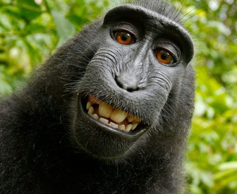 Il selfie del macaco