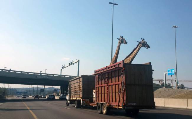 Le giraffe sul camion, poco prima di colpire il ponte