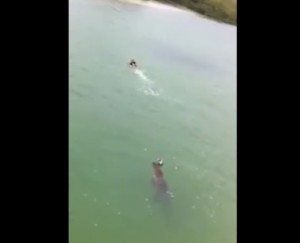 Messico, inseguita da un coccodrillo nuota e riesce a mettersi in salvo VIDEO