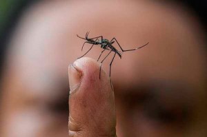 Febbre Dengue in Italia? Rischio c'è, colpa del cambiamenti climatici