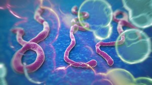 Il virus ebola