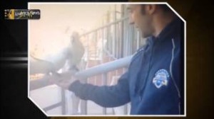 Video, Alessandro Del Piero morso dall'uccellino 