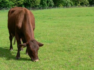 Quartiere di Londra usa le mucche: tagliare l'erba costa troppo