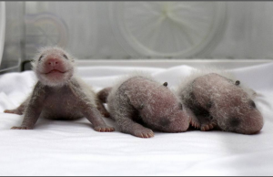 Cina, nati tre gemelli di panda: è la prima volta