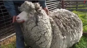 Shaun, pecora mai tosata in 6 anni: ha 20 chili di lana addosso VIDEO