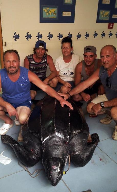 Tartaruga gigante (250 kg) trovata a largo di Lampedusa FOTO