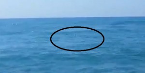 Sardegna, squalo azzurro a pochi metri da riva. Panico e urla tra i bagnanti VIDEO
