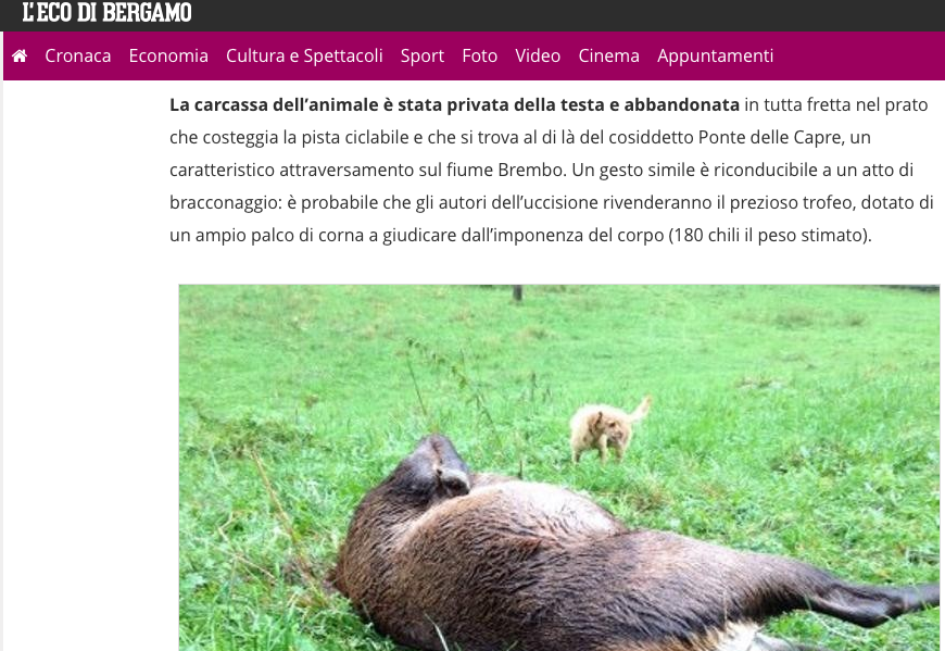 Bergamo, carcassa di cervo decapitata: probabile opera di bracconieri