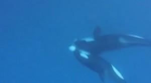 Due orche assassine contro uno squalo tigre VIDEO