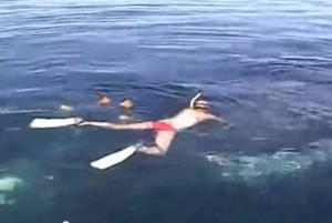 La balena sembra morta: la liberano delle reti, lei ringrazia con uno show di tuffi 