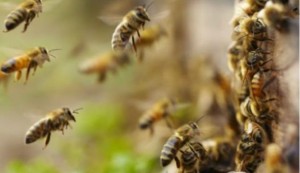 Tagliano l'erba, sciame di 800mila api li attacca: morto operaio