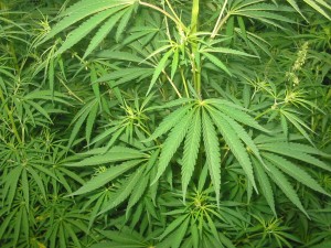 Cannabis terapeutica, Istituto Farmaceutico militare pronto a produrre 1000 kg l'anno