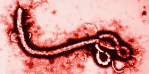 Ebola, a un passo dalla mutazione. Virus potrebbe diffondersi con il respiro