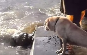 Greenwich, cane e foca giocano a nascondino sulle rive del Tamigi VIDEO